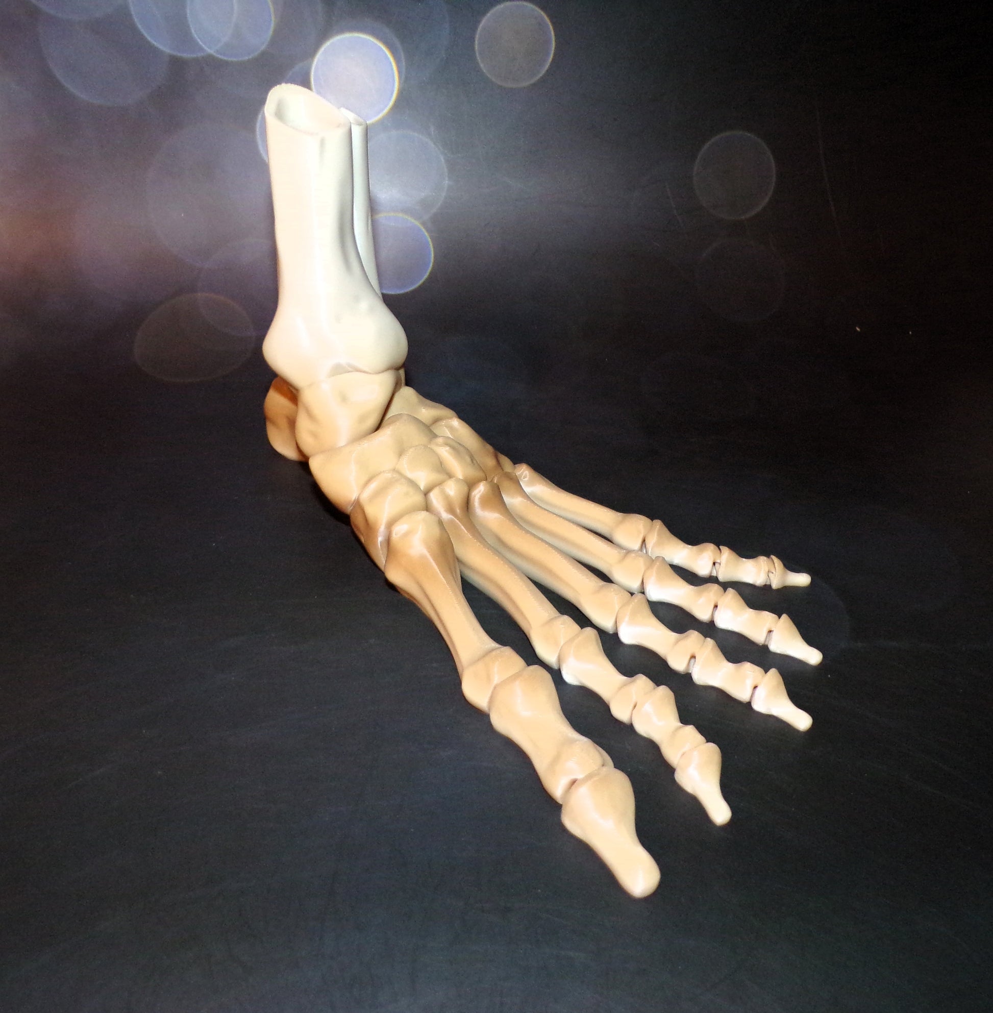 Skeleton Foot Life Size, 3D Printed Fully Articulated Skeleton Foot - Wonderland 3D Printing 