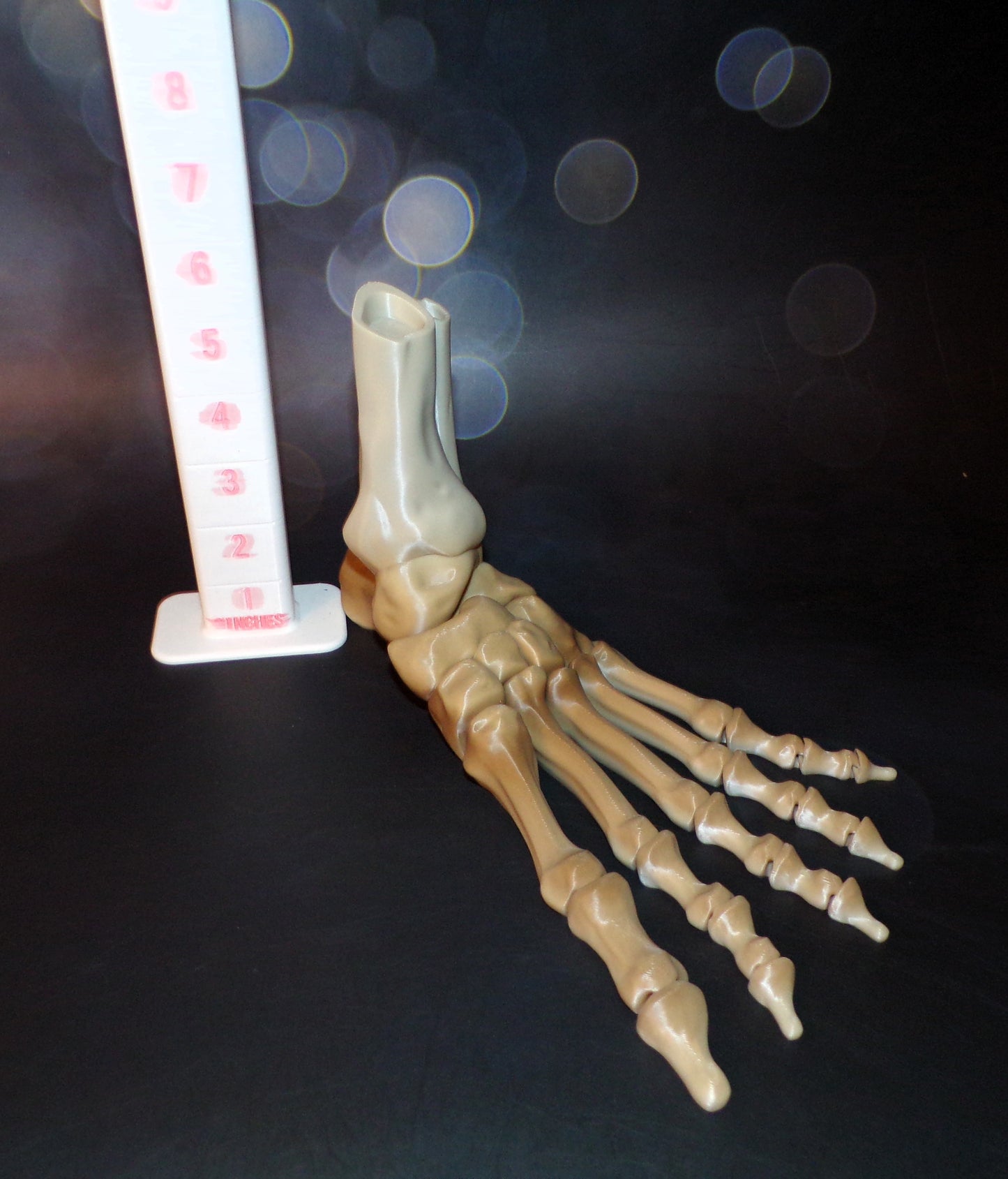 Skeleton Foot Life Size, 3D Printed Fully Articulated Skeleton Foot - Wonderland 3D Printing 