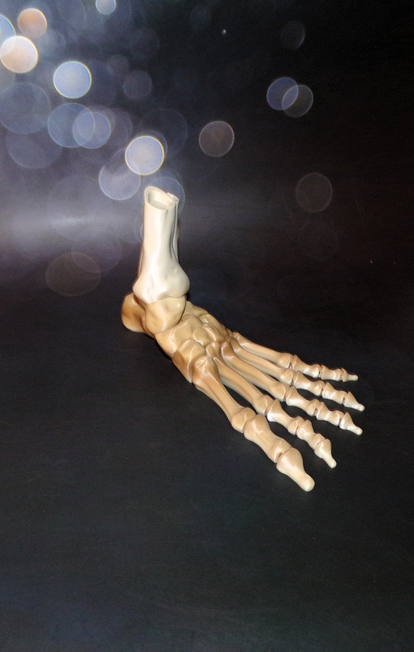 Skeleton Foot Life Size, 3D Printed Fully Articulated Skeleton Foot - Wonderland 3D Printing 