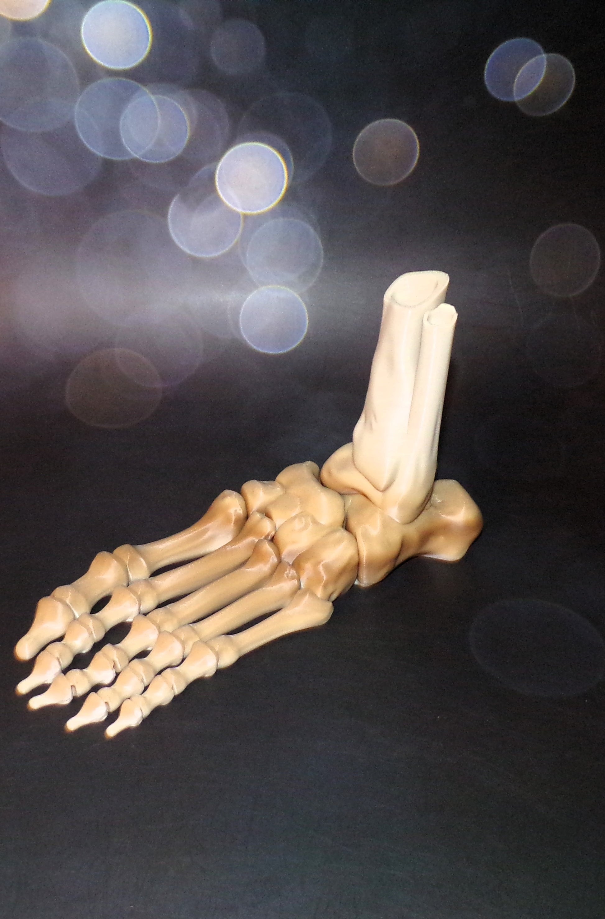 Skeleton Foot Life Size, 3D Printed Fully Articulated Skeleton Foot - Wonderland 3D Printing 