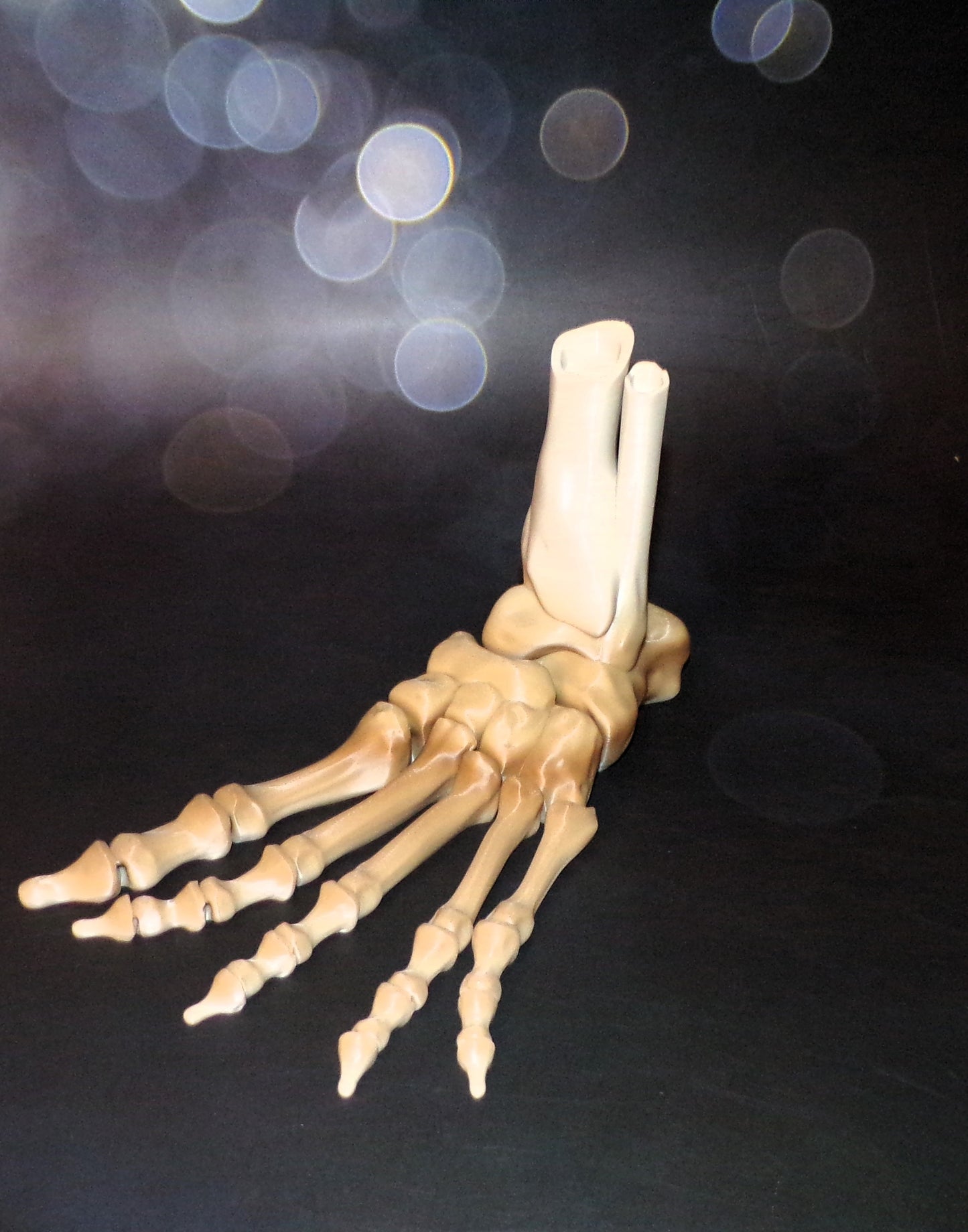 Skeleton Foot Life Size, 3D Printed Fully Articulated Skeleton Foot - Wonderland 3D Printing 