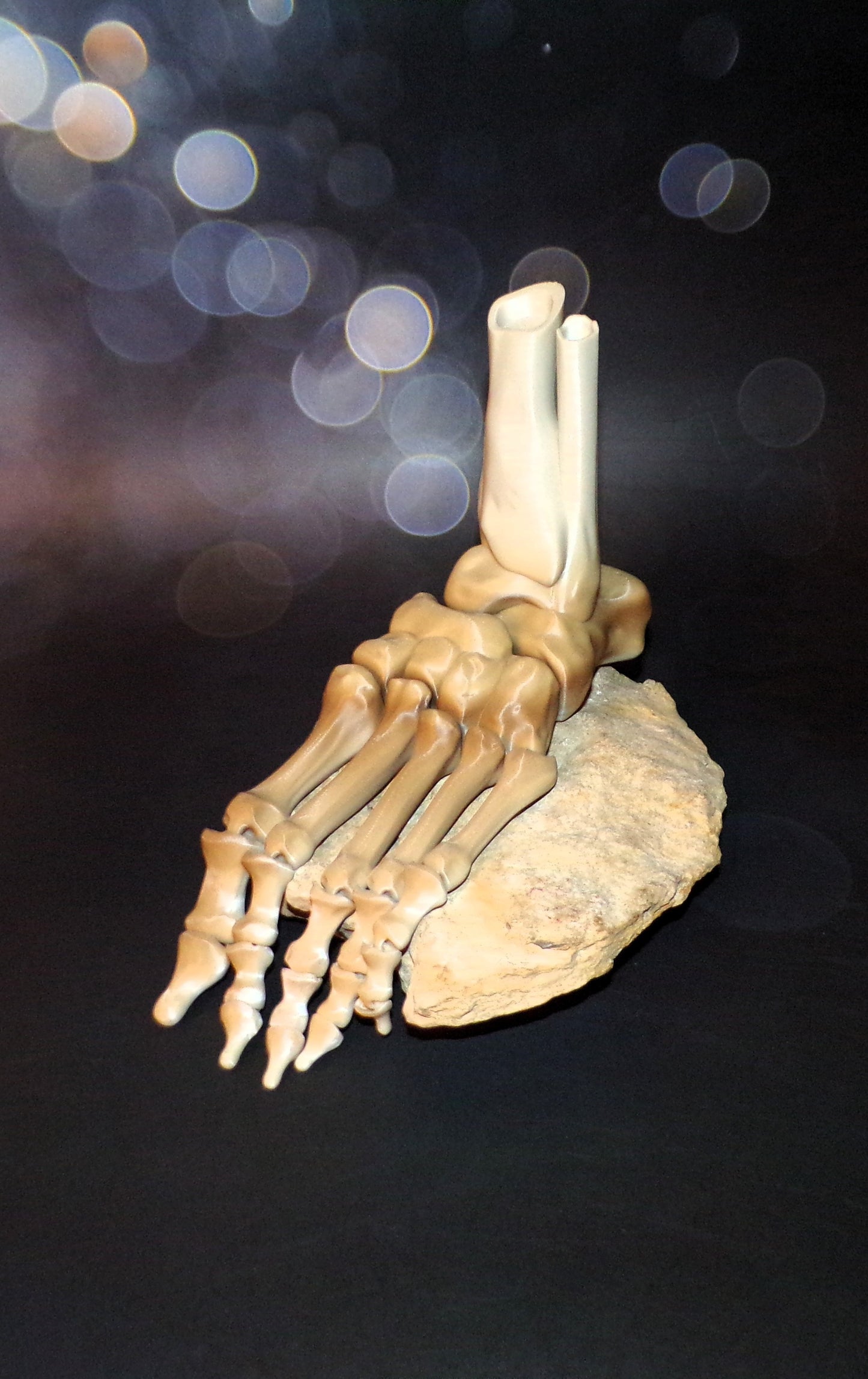 Skeleton Foot Life Size, 3D Printed Fully Articulated Skeleton Foot - Wonderland 3D Printing 