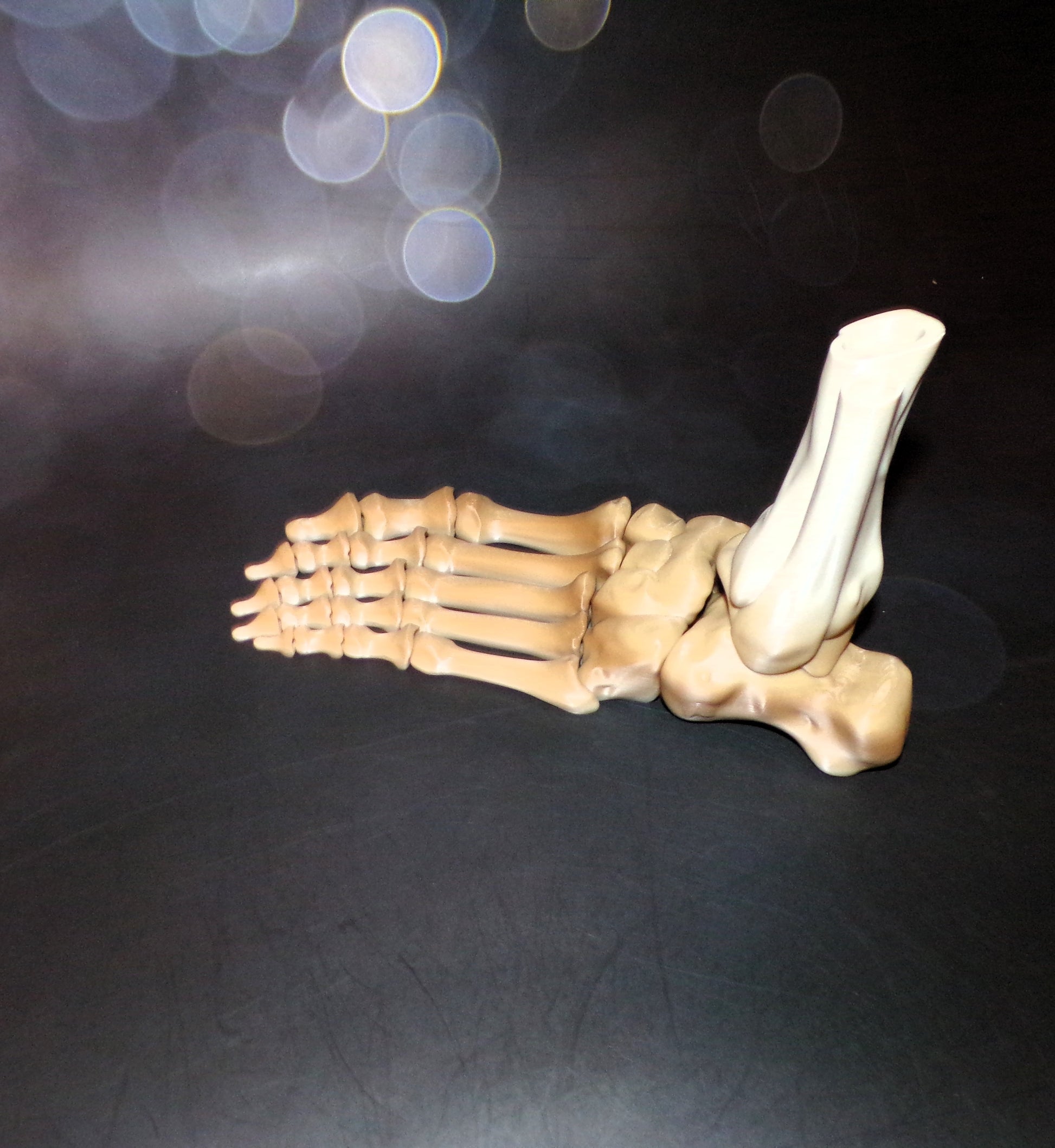 Skeleton Foot Life Size, 3D Printed Fully Articulated Skeleton Foot - Wonderland 3D Printing 