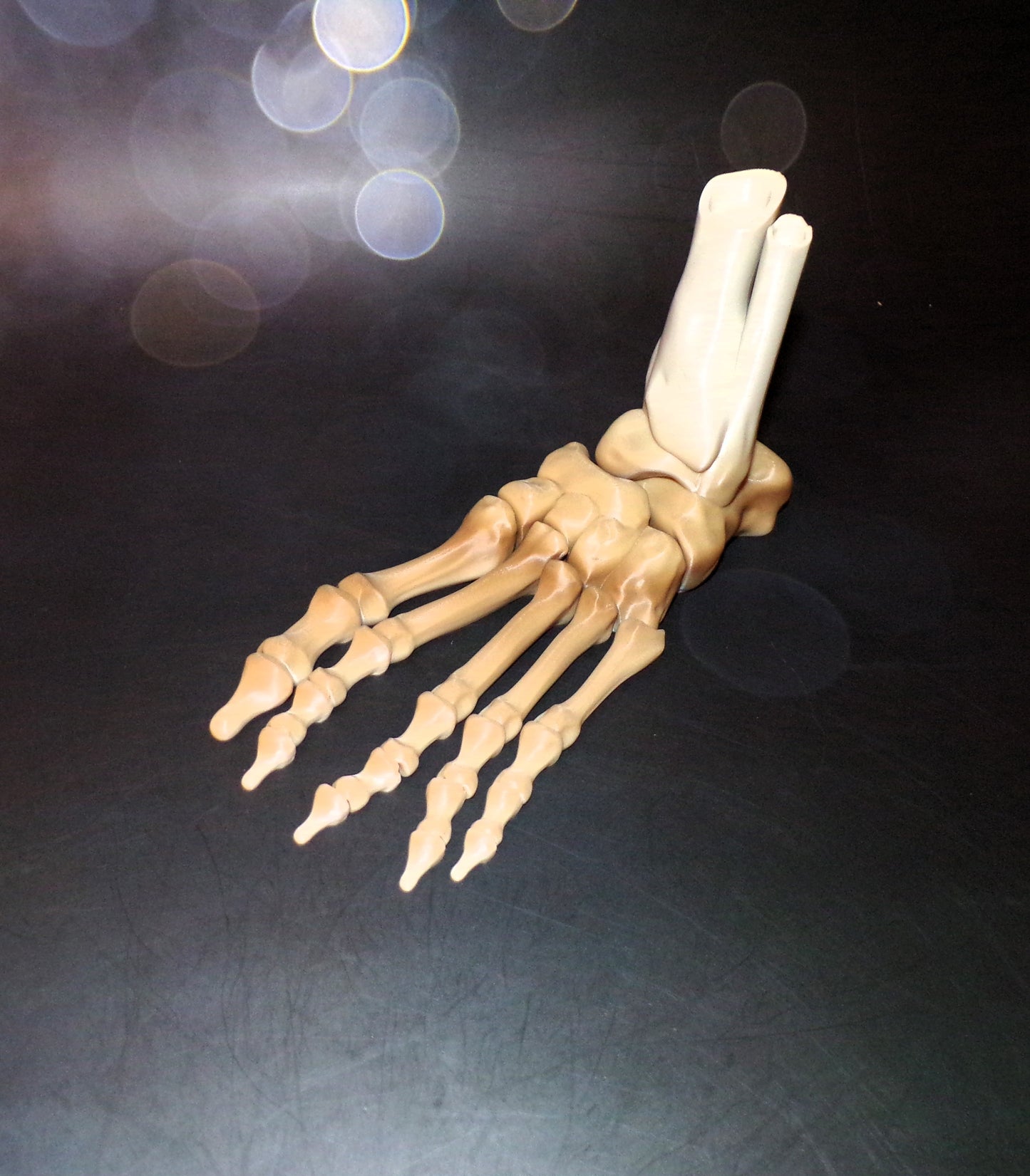 Skeleton Foot Life Size, 3D Printed Fully Articulated Skeleton Foot - Wonderland 3D Printing 