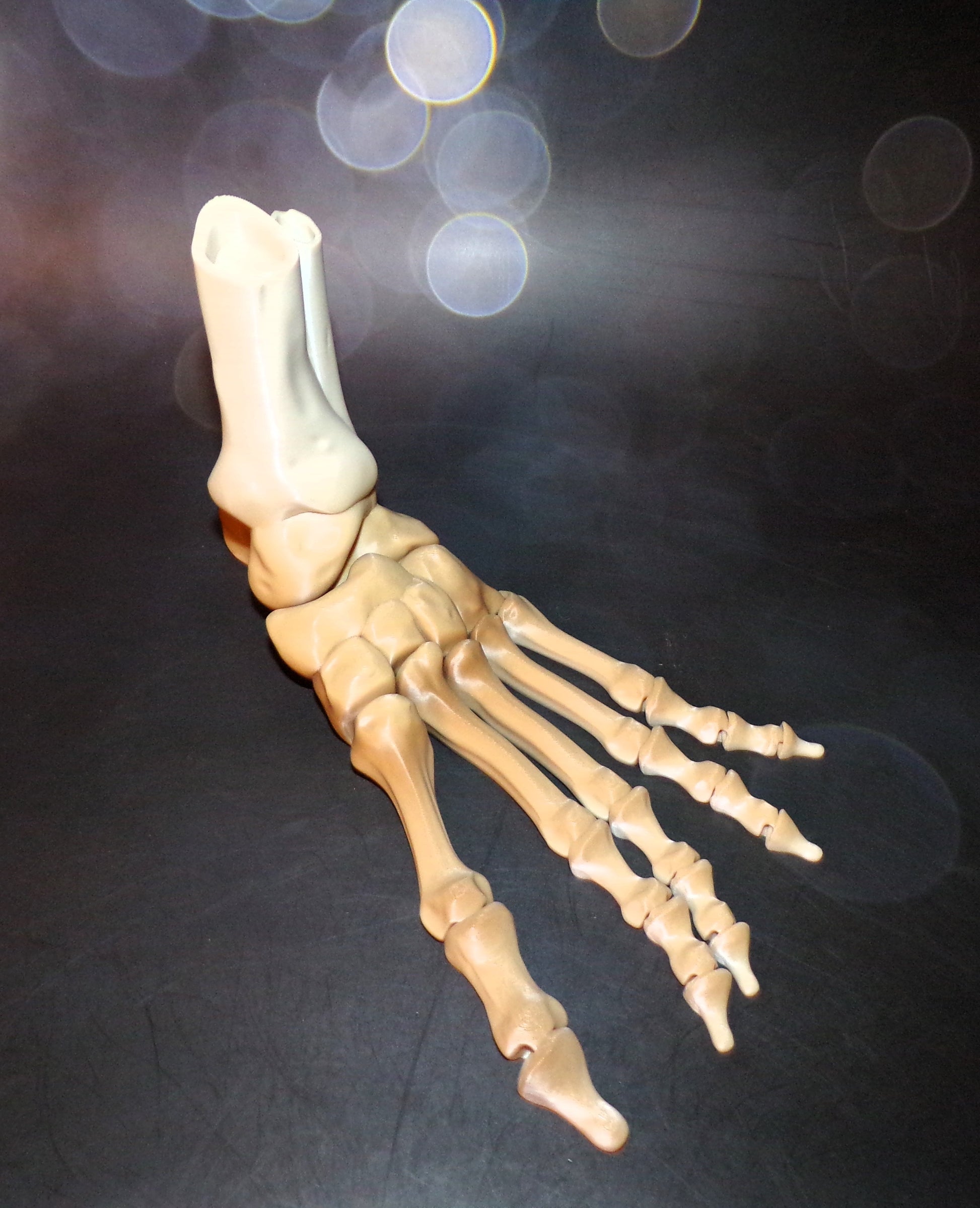 Skeleton Foot Life Size, 3D Printed Fully Articulated Skeleton Foot - Wonderland 3D Printing 